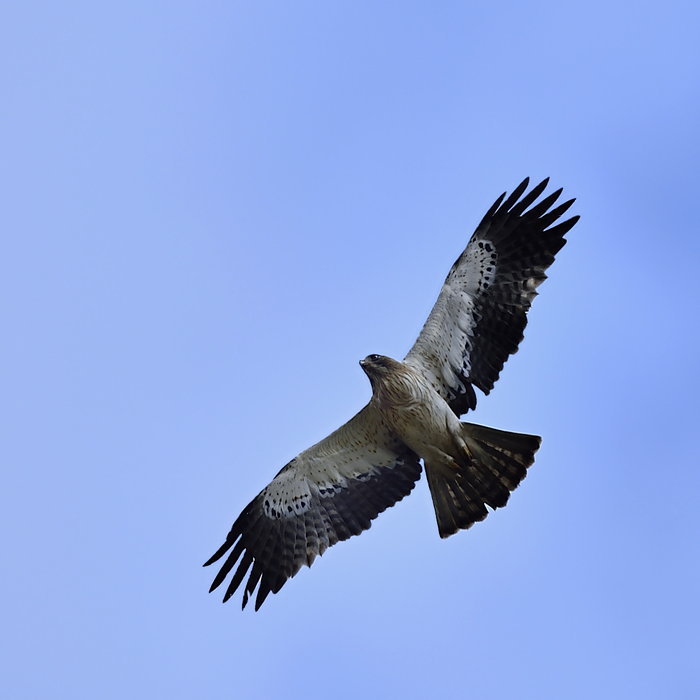 Aigle botté - Espagne - avril 2014