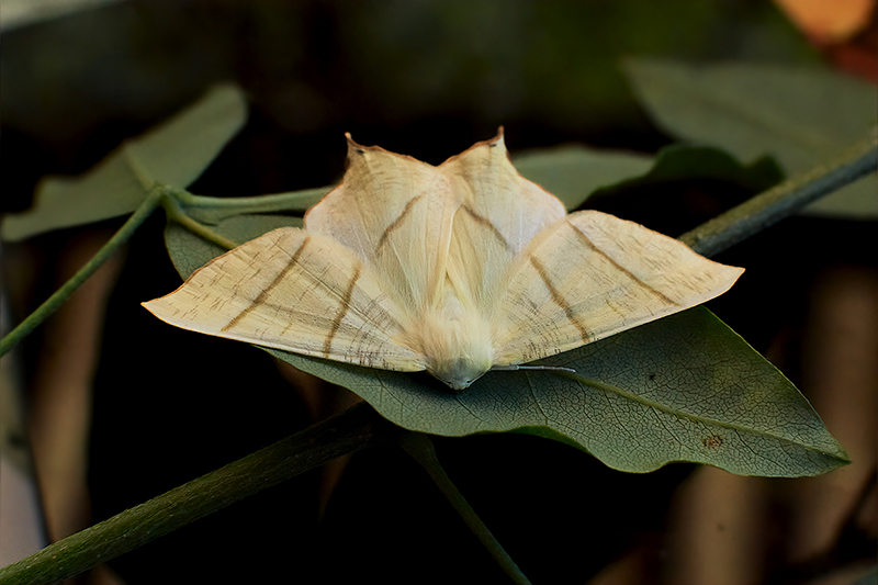 Phalène du sureau (Ourapteryx sambucaria)