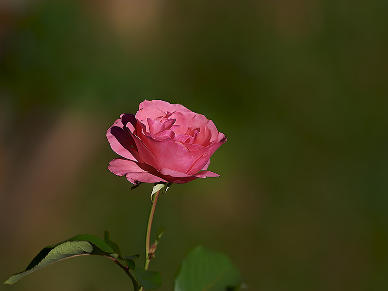 Rose de juillet au Greniers