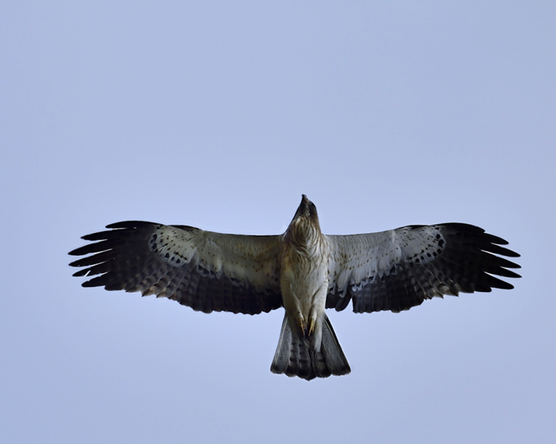 Aigle botté - Espagne - avril 2014