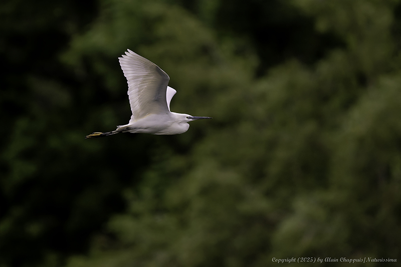 Grande aigrette - Teppes du Biolay mai 2025