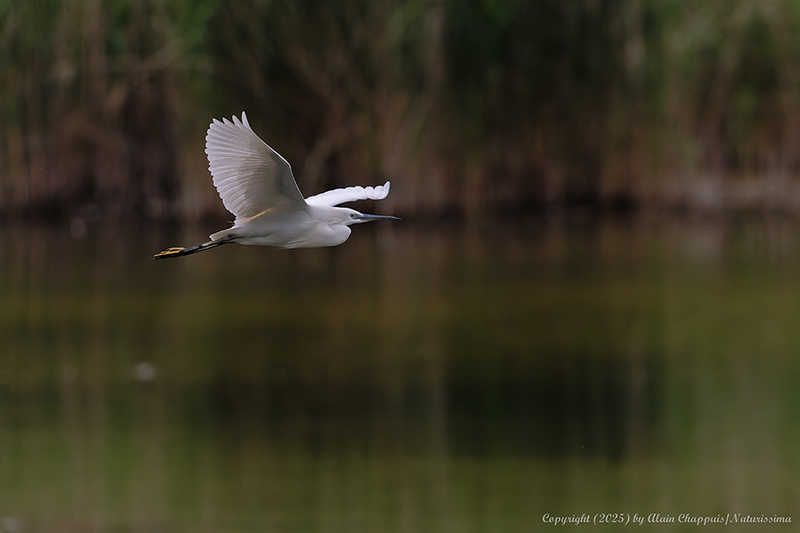 Grande aigrette - Teppes du Biolay mai 2025