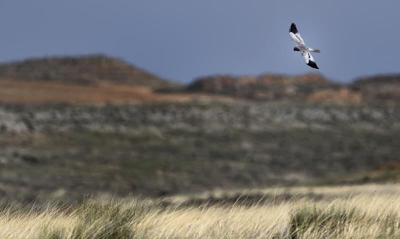 Busard cendré mâle - Espagne - avril 2014