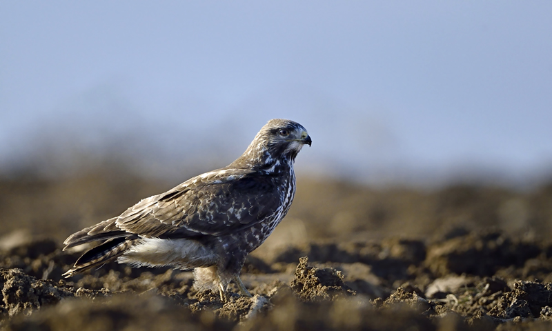 Buse variable, (Champagne Genevoise) mars 2016