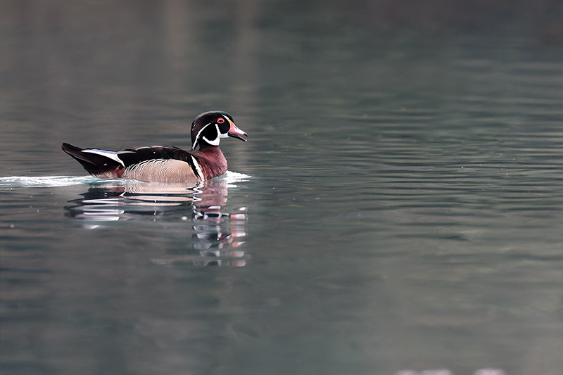 Canard carolin ou branchu