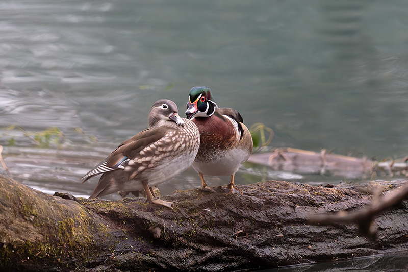 Canard carolin ou branchu