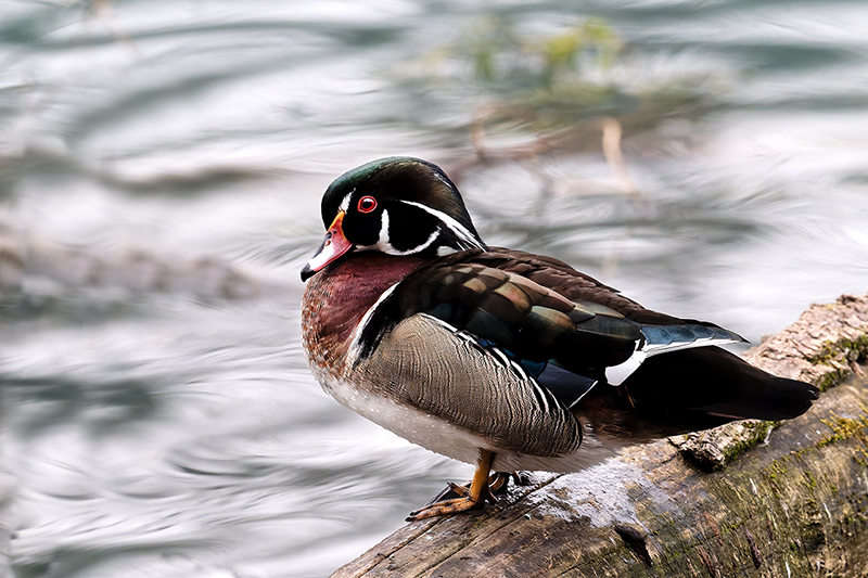Canard carolin ou branchu