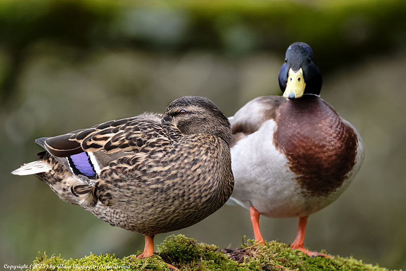 Canard colvert couple