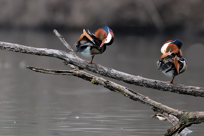 mandarin