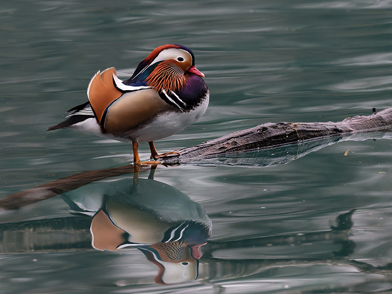 Canard mandarin mâle