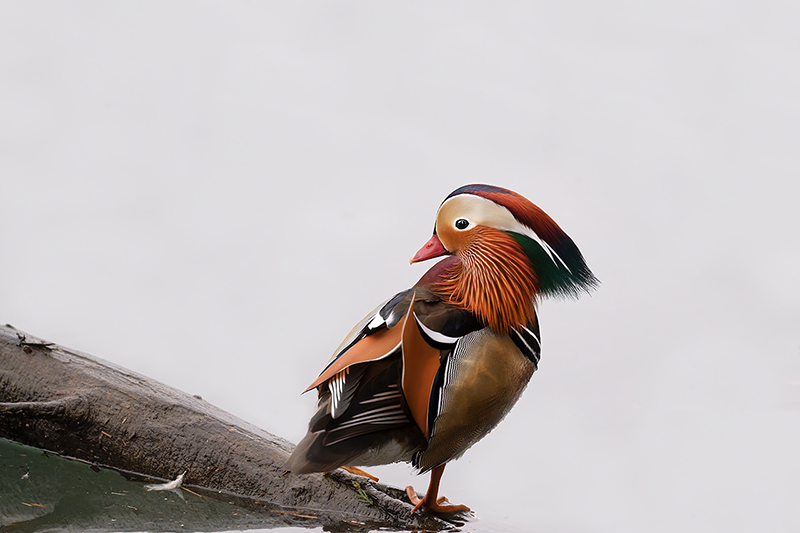 mandarin