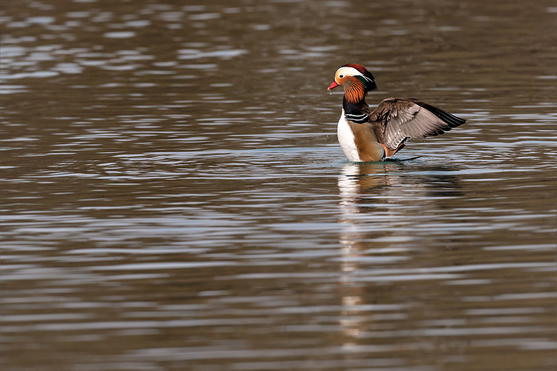 Canard mandarin mâle