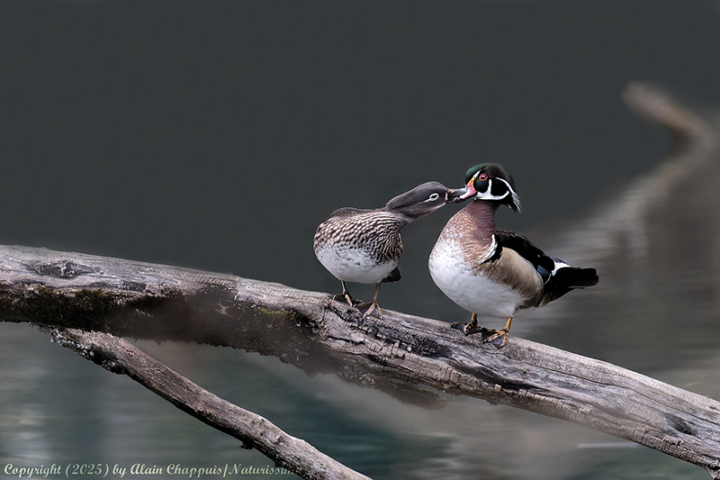 Canard carolin ou branchu