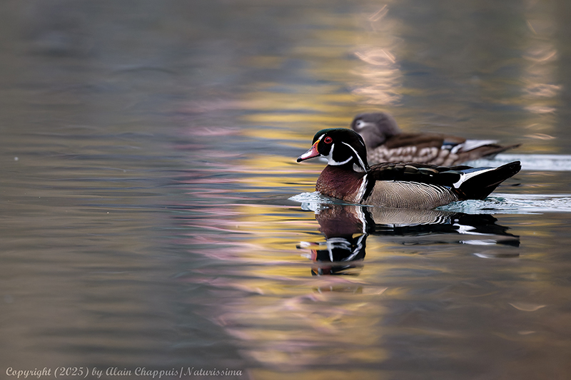 Canard carolin ou branchu