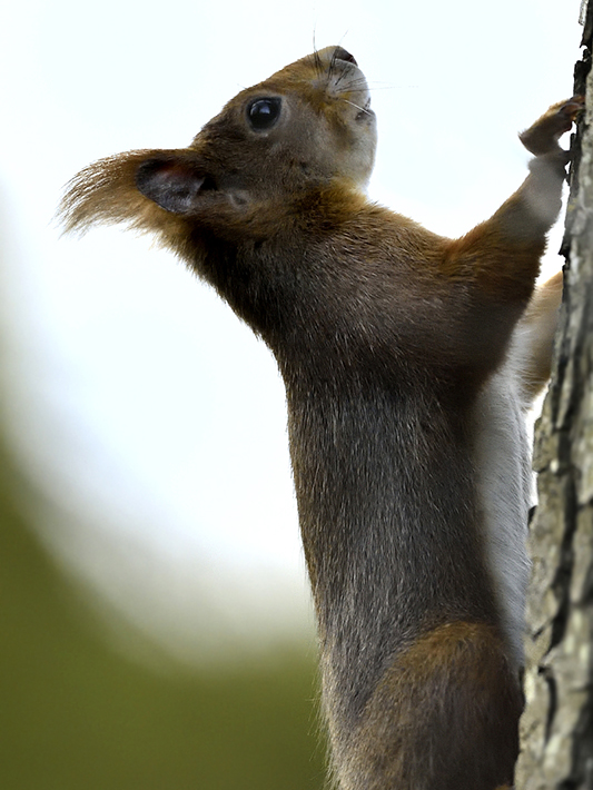 Écureuil roux; Teppes de Véré, novembre 2016