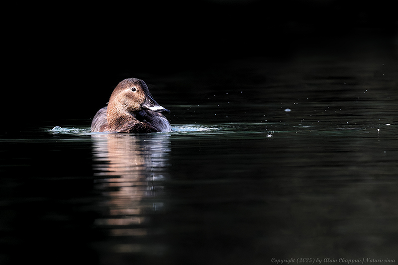 Fuligule milouin femelle