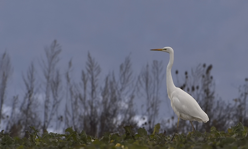 Grande aigrette - Teppes du Biolay