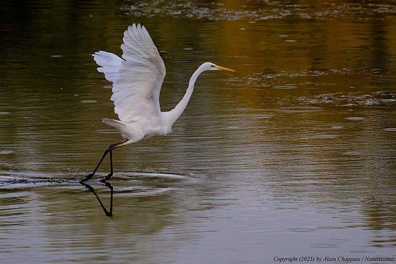 Grande aigrette - Teppes de Véré 2025