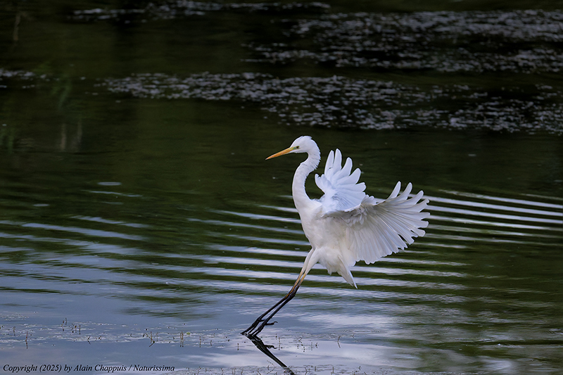 Grande aigrette - Teppes de Véré 2025