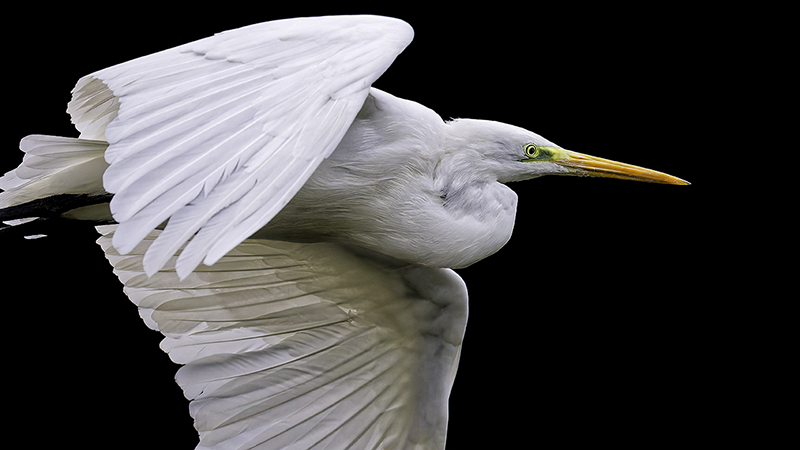 Grande aigrette