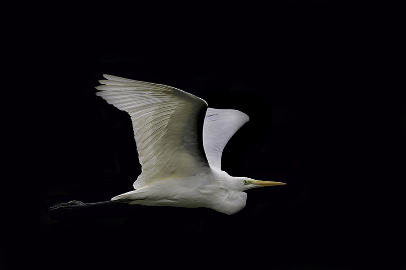 Grande aigrette