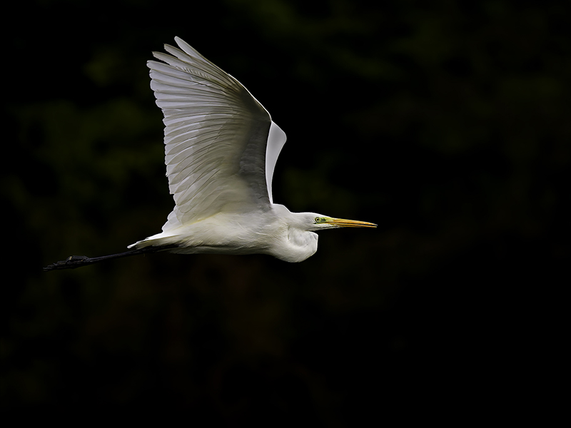 Grande aigrette
