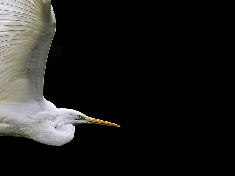 Grande aigrette