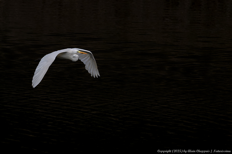 Grande aigrette - Teppes de Véré 2025