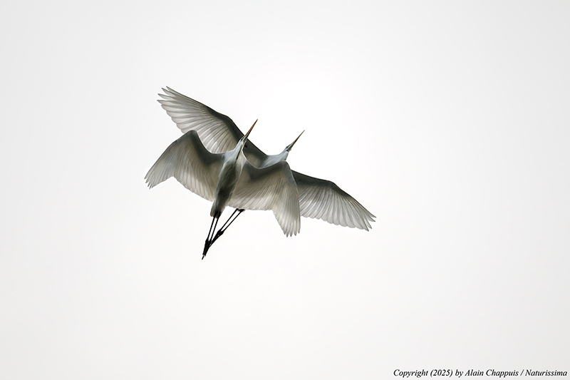 Grande aigrette - Teppes de Véré 2025