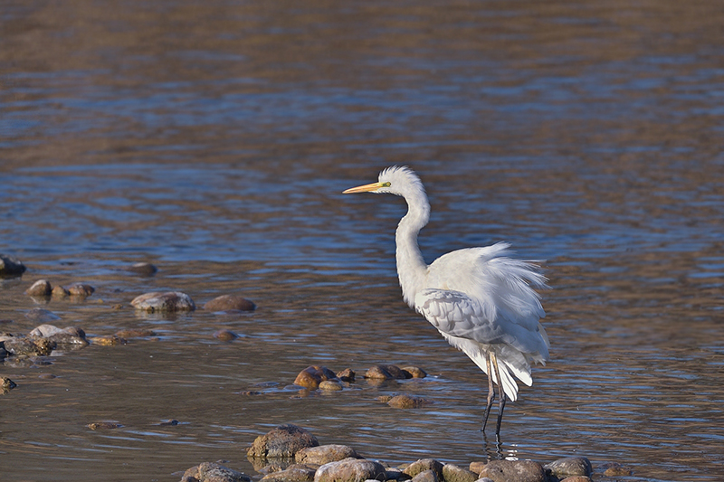 Grande aigrette - Teppes du Biolay - novembre 2017