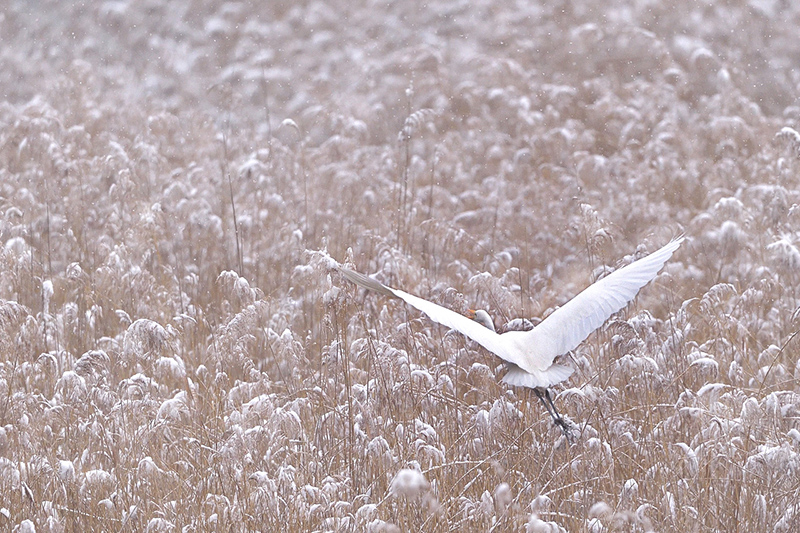 Grande aigrette - Teppes de Véré décembre 2017