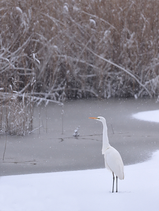 Grande aigrette - Teppes de Véré décembre 2017
