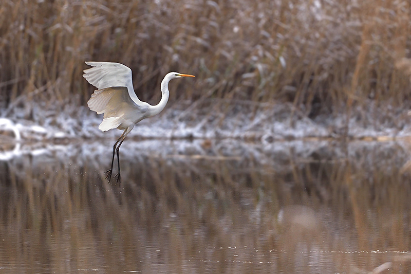 Grande aigrette - Teppes de Véré décembre 2017