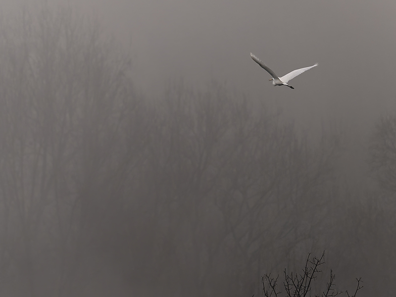 Grande aigrette