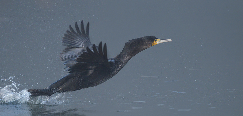 Grand cormoran - Teppe en janvier 2018