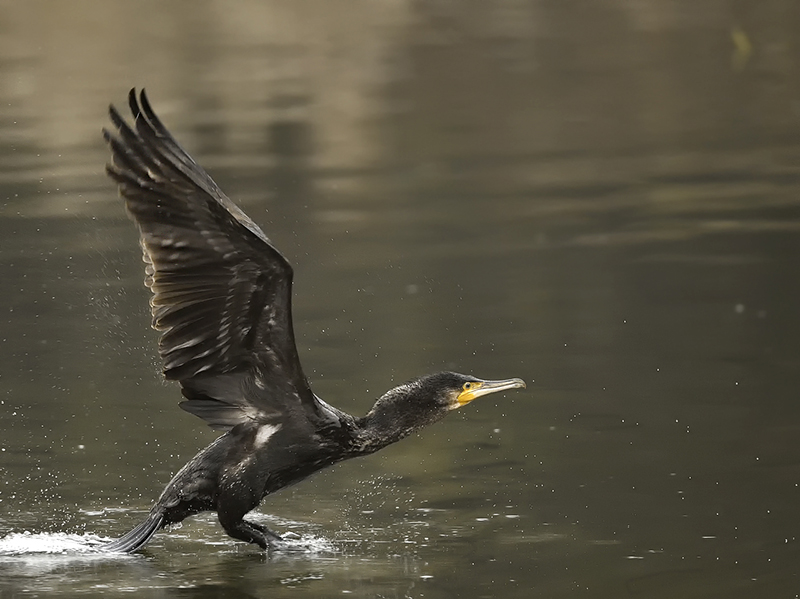Grand cormoran - Teppes du Biolay