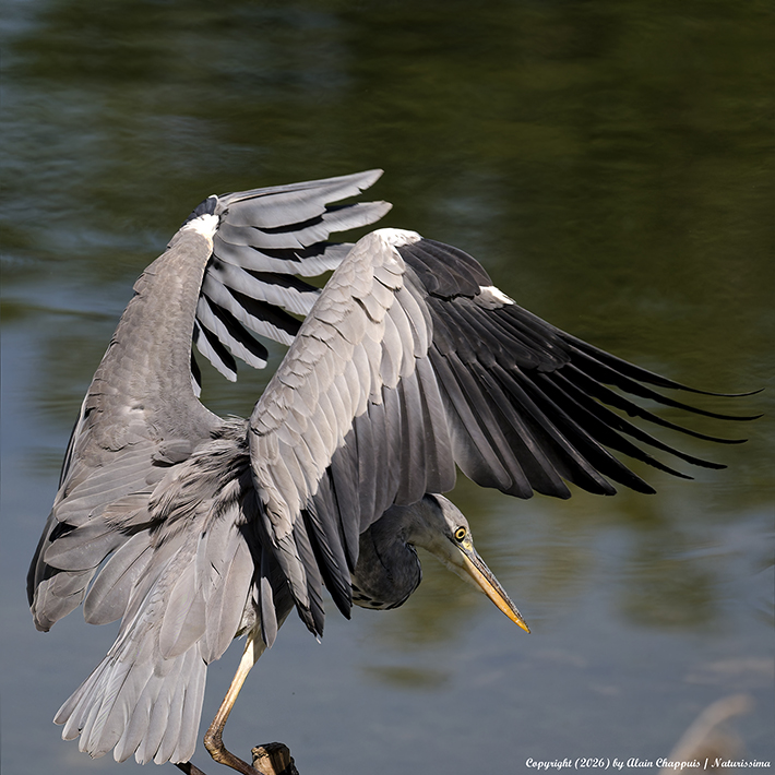 heron cendré mai 2026