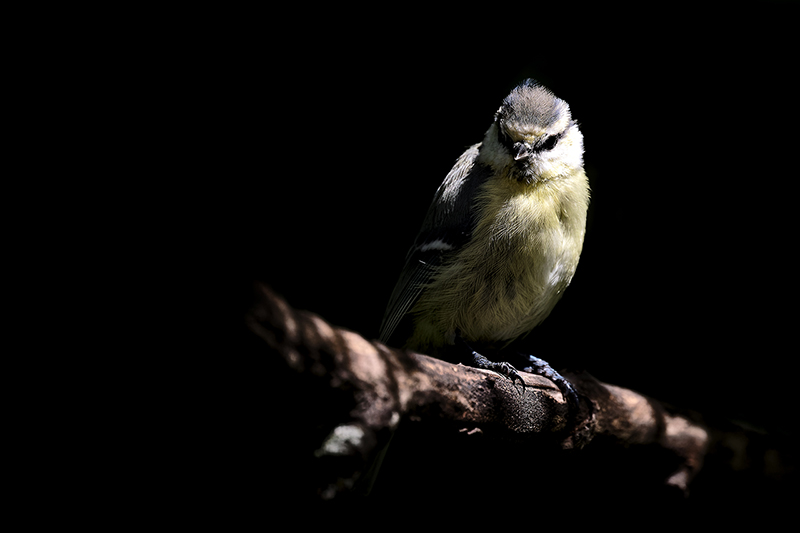 Mésange bleue