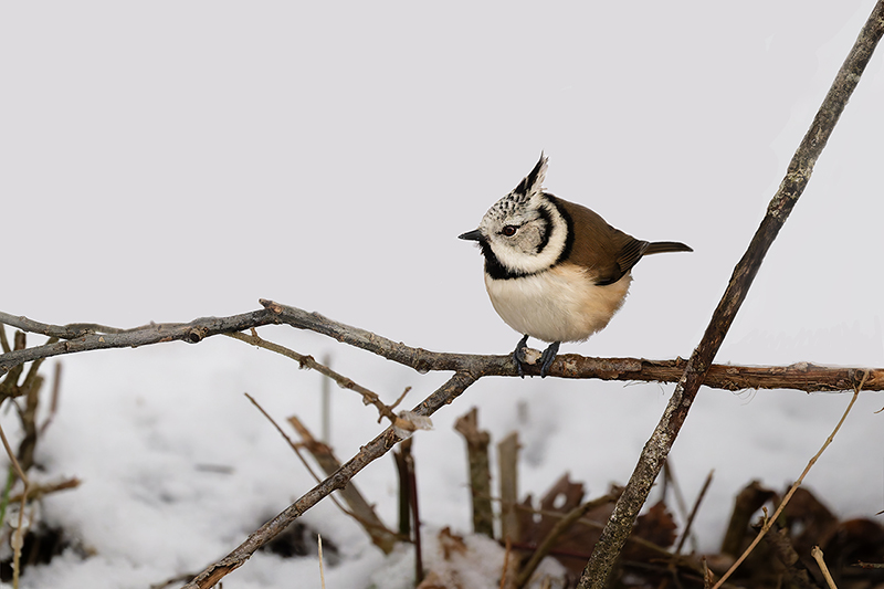 Mésange huppée