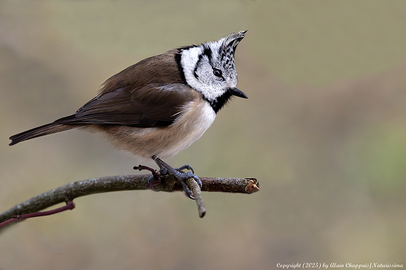 Mésange huppée