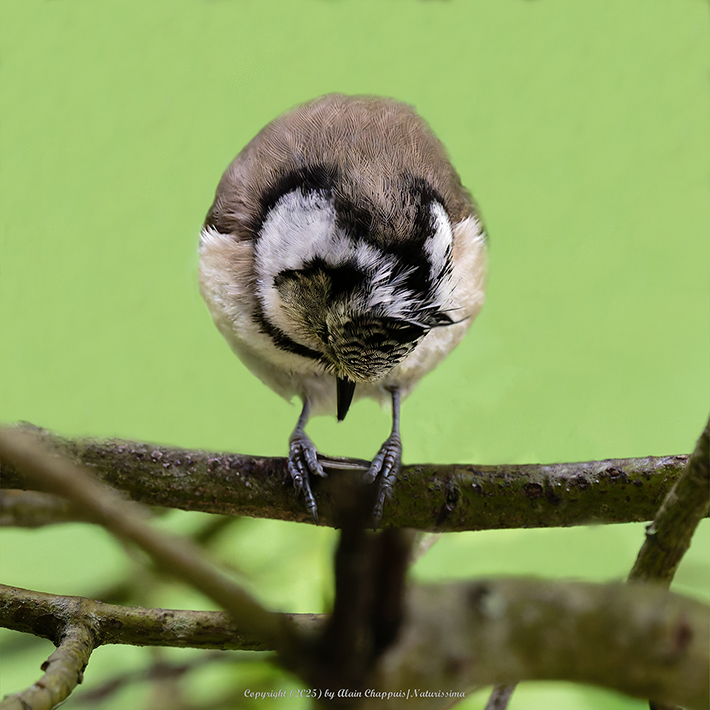 Mésange huppée