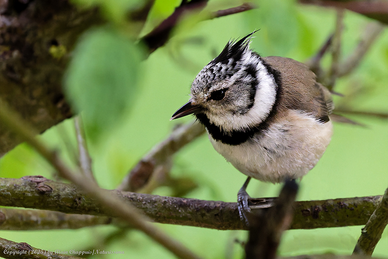 Mésange huppée