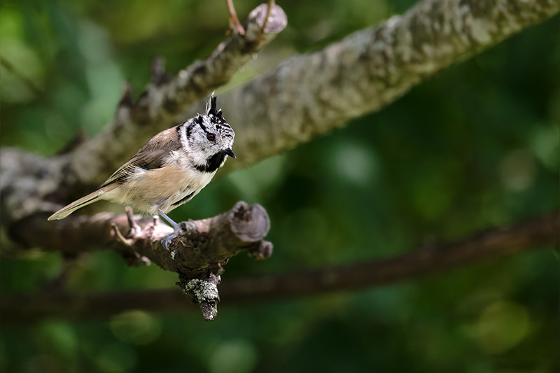 Mésange huppée