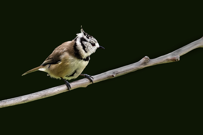 Mésange huppée