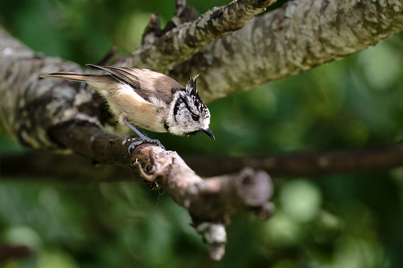 Mésange huppée