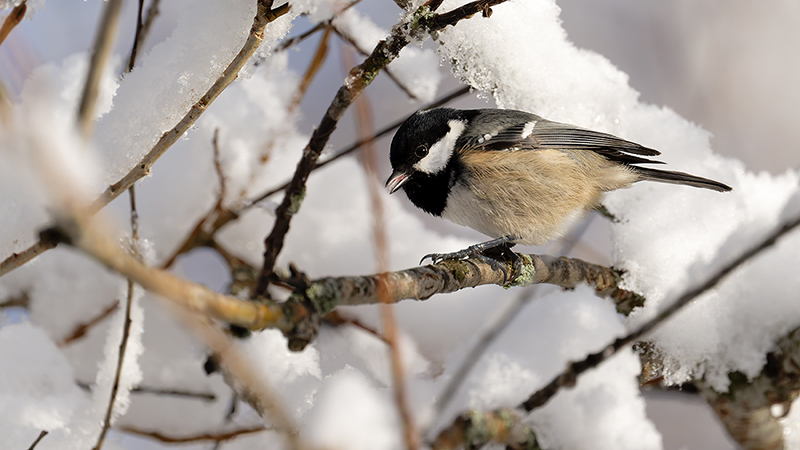 Mésange noire