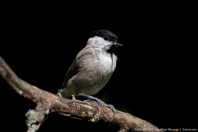Mésange nonnettes