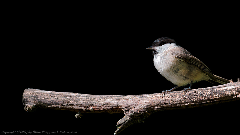 Mésange nonnettes