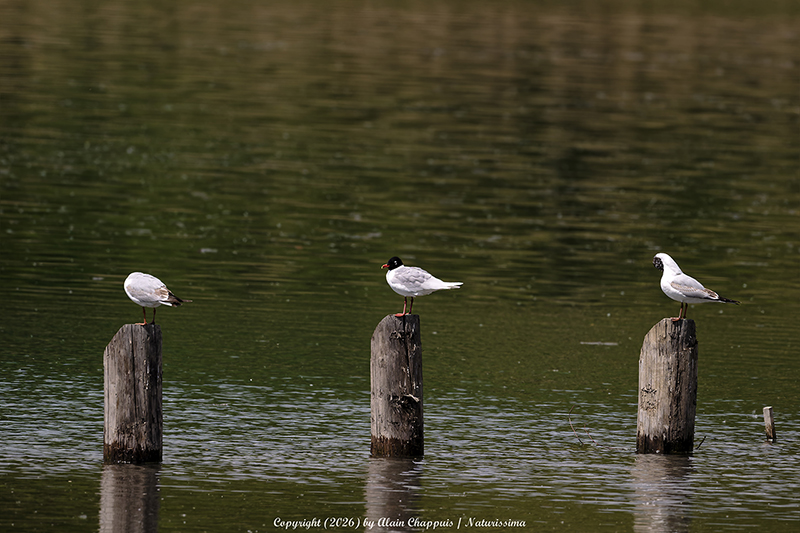 mouette mélanocéphale