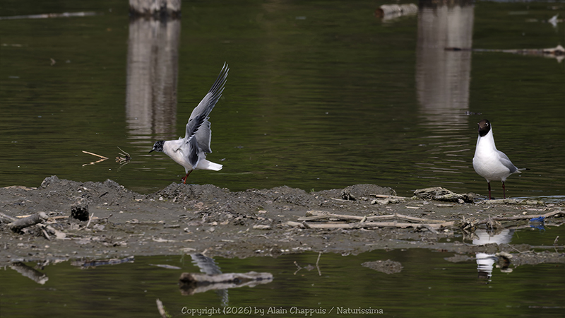 Mouette pygmée